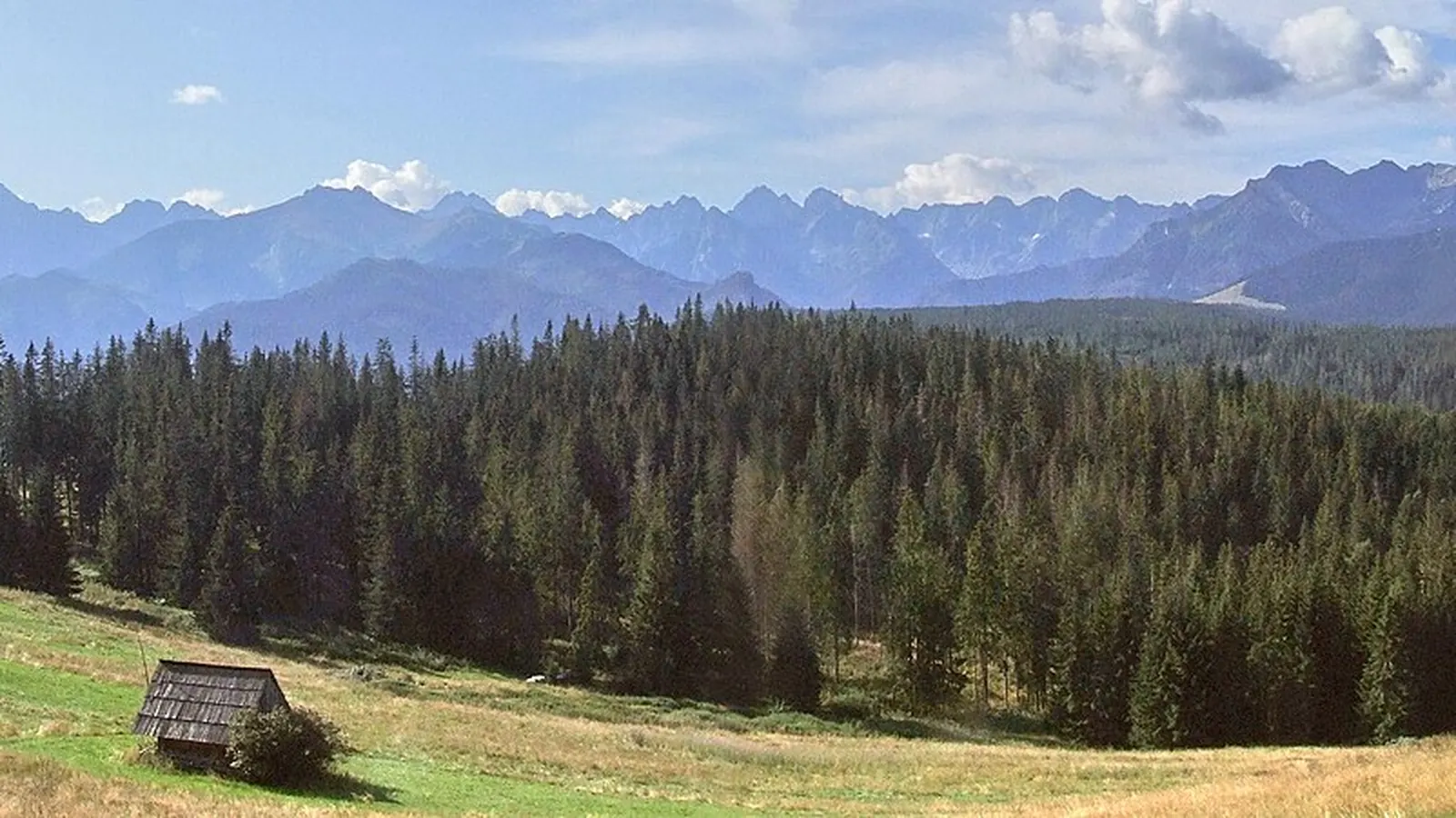 Szeroka panorama Tatr Wysokich i Bielskich widziana z Głodówki nad zalesionymi zboczami